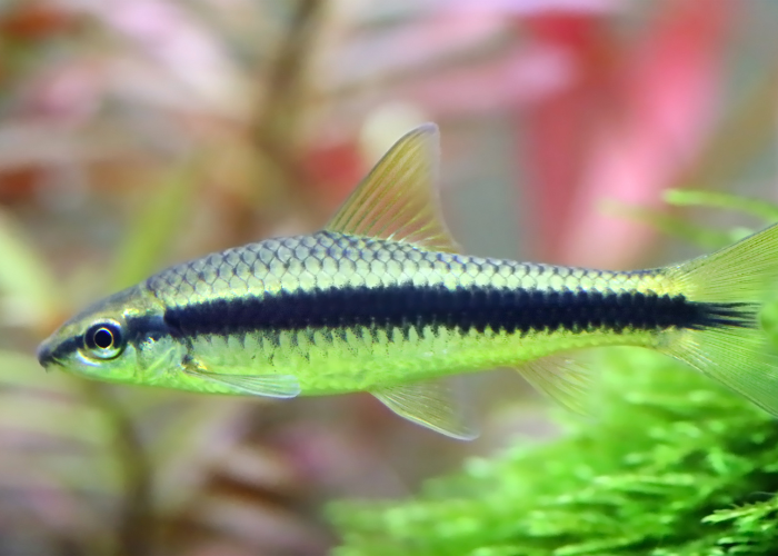 Grubowarg syjamski z widoczną czarną pręgą.