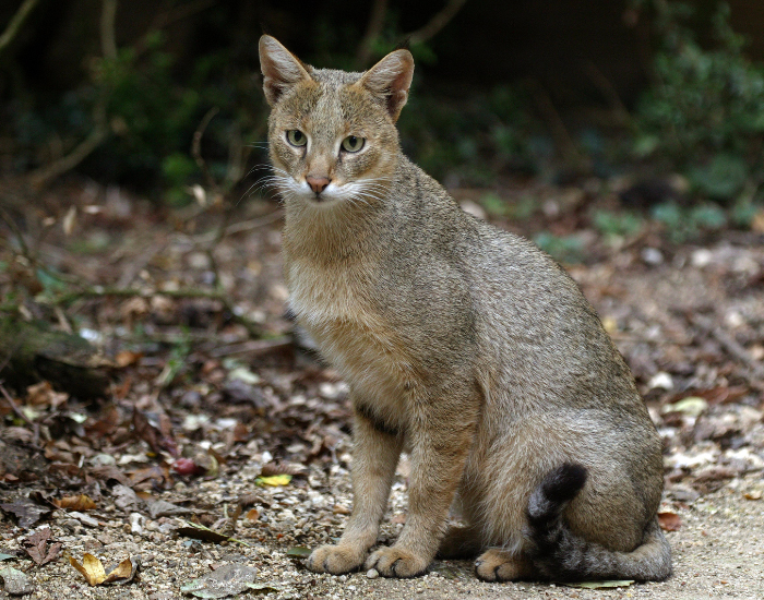 Kot błotny w dżungli.
