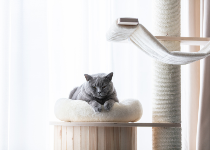 Kot brytyjski na drapaku.