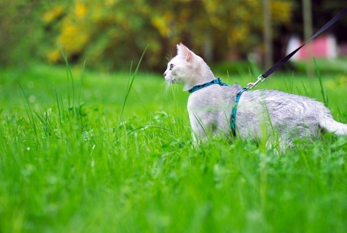 Kot burmilla na spacerze.
