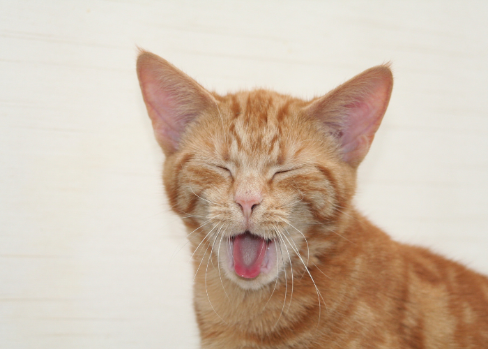 Dlaczego kot charczy?