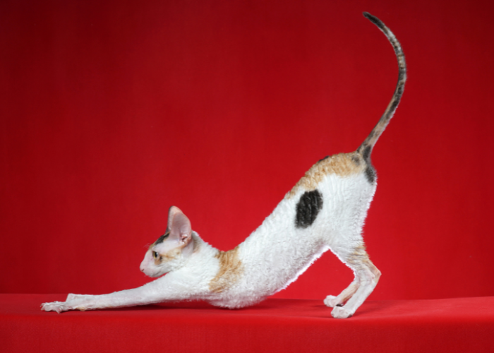 Kociak cornish rex.