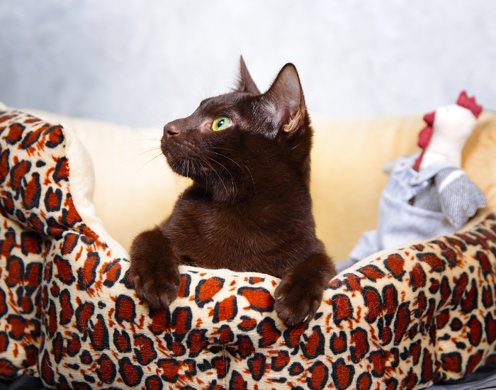 Kot hawański amerykański w legowisku.