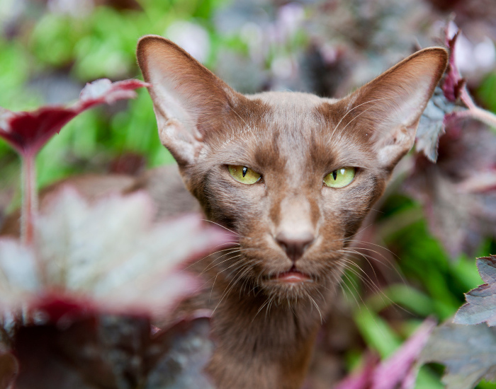 Kot hawański linii brytyjskiej.