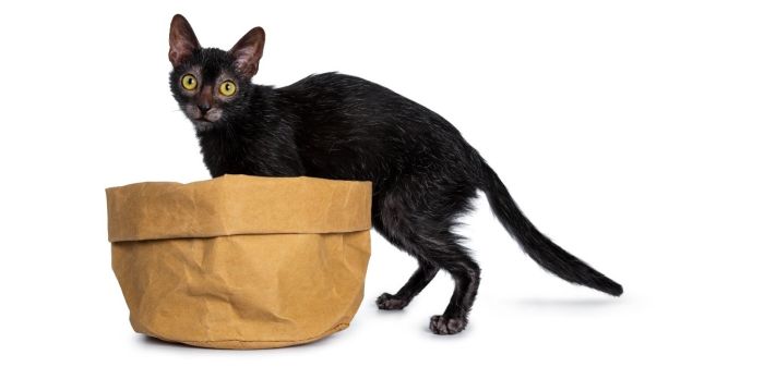 Kot wilkołak Lykoi z przerzedzeniami sierści w okolicy pyska.