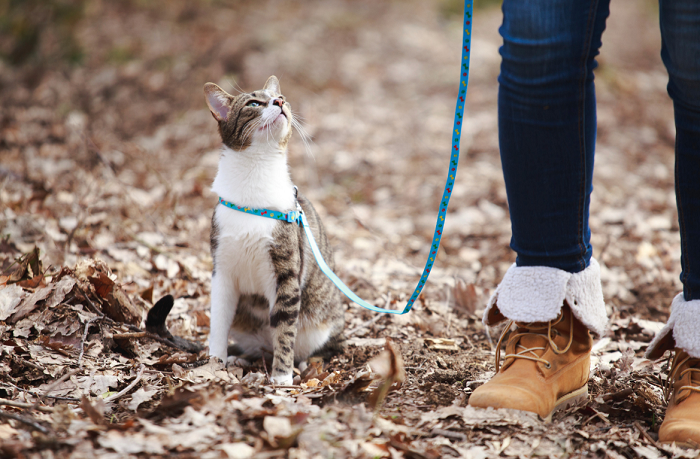 Kot na smyczy na spacerze w lesie.