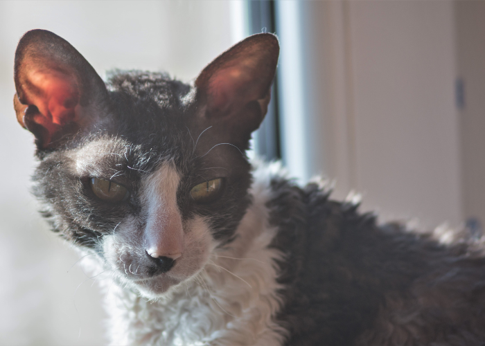 Sierść kota rasy rex kornwalijski.