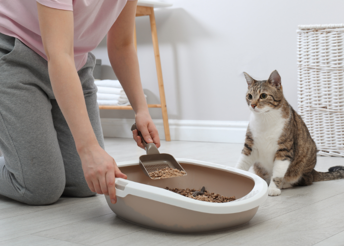 Sprzątanie kuwety kota.