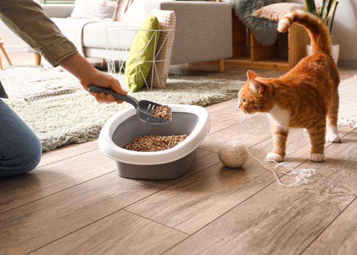 Kot przy sprzątaniu kuwety.