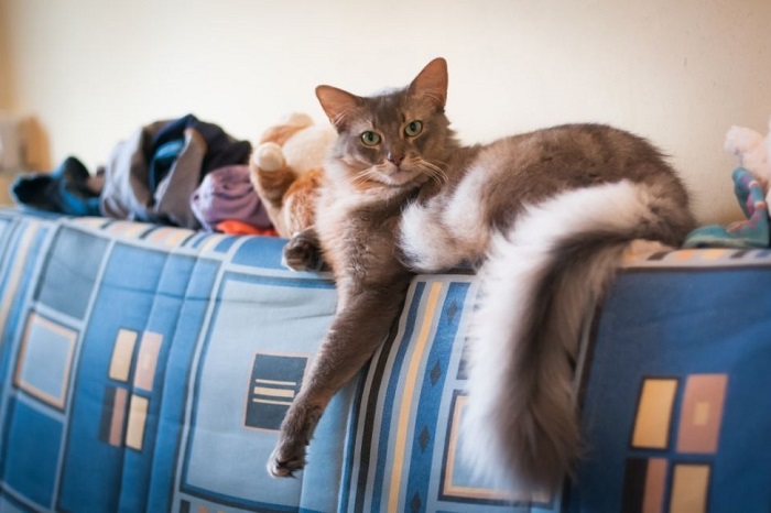 Kot somalijski srebrzysty leży na kanapie.