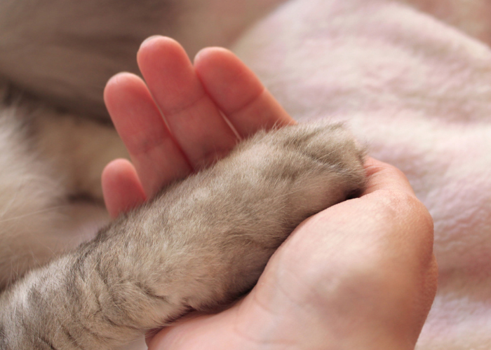 Rokowania kot chorego z ostatnim stadium niewydolności nerek są słabe, im szybciej rozpozna się chorobę tym są większe szanse na wydłużenie życia kota.
