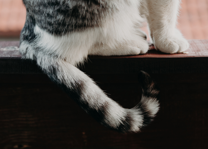 Złamany ogon u kota.