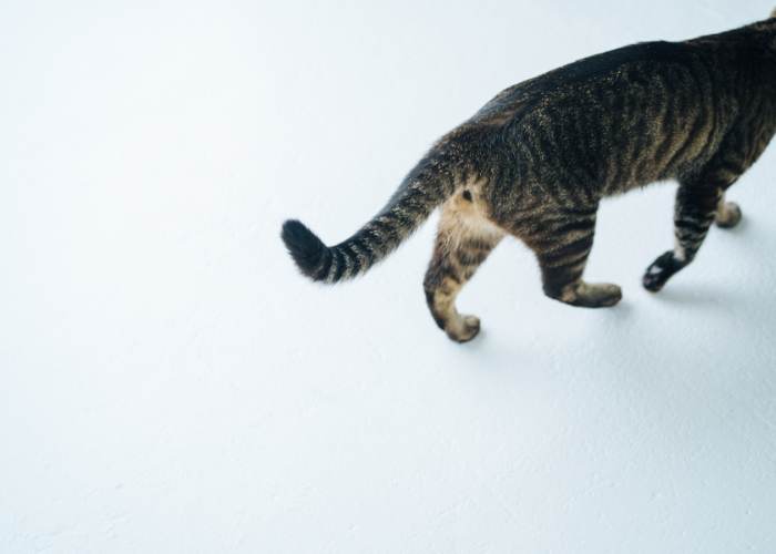 Kot ze złamanym ogonem.