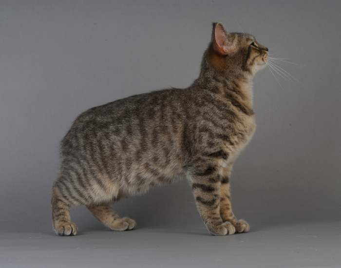 Kot manx pręgowany.