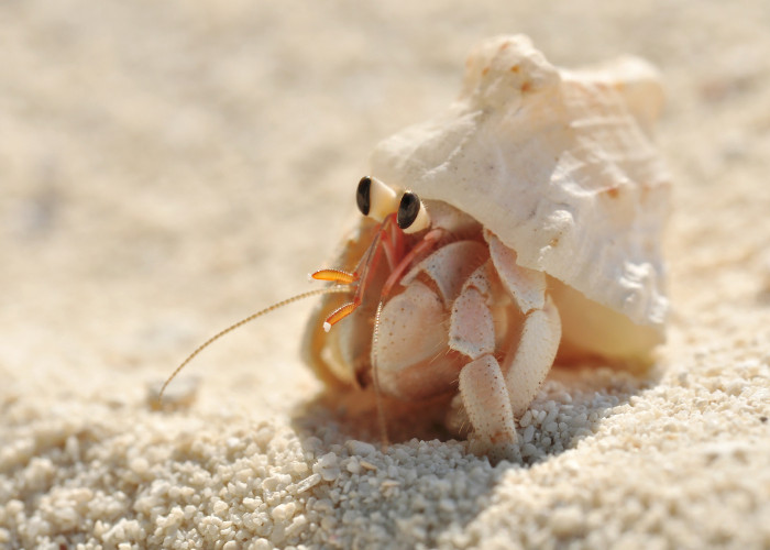 Mały krab pustelnik.