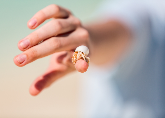 Krab pustelnik na dłoni.