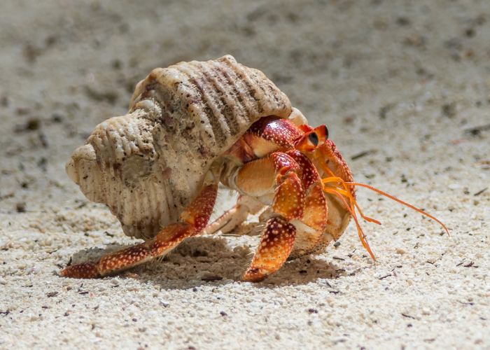 Krab pustelnik na piasku.