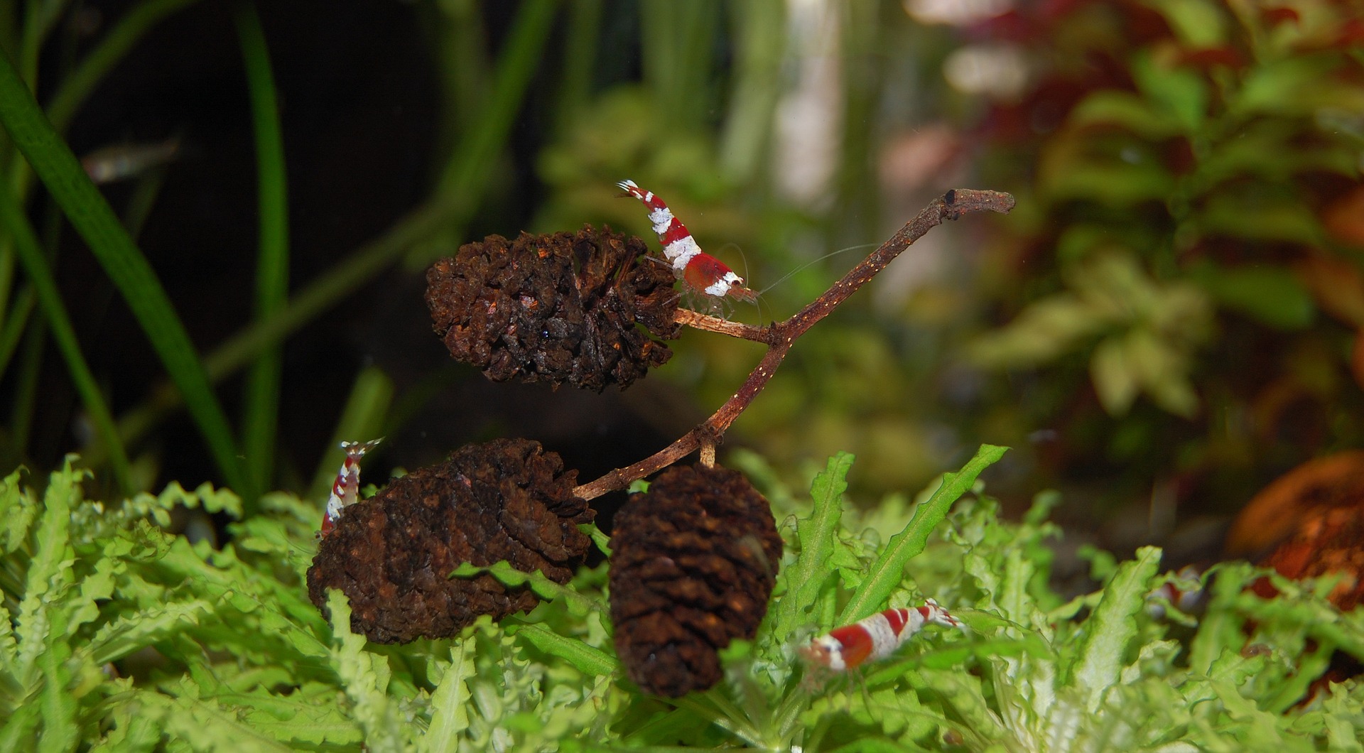 Krewetki są wszystkożerne, można podawać im gotowy pokarm i uzupełniać dietę o warzywa czy liście.