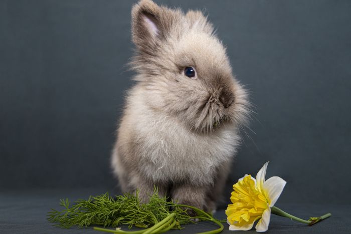 Królik angora przy kwiatkach i ziołach.