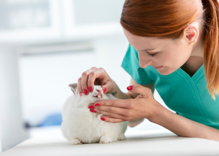 Przerost zębów u królika