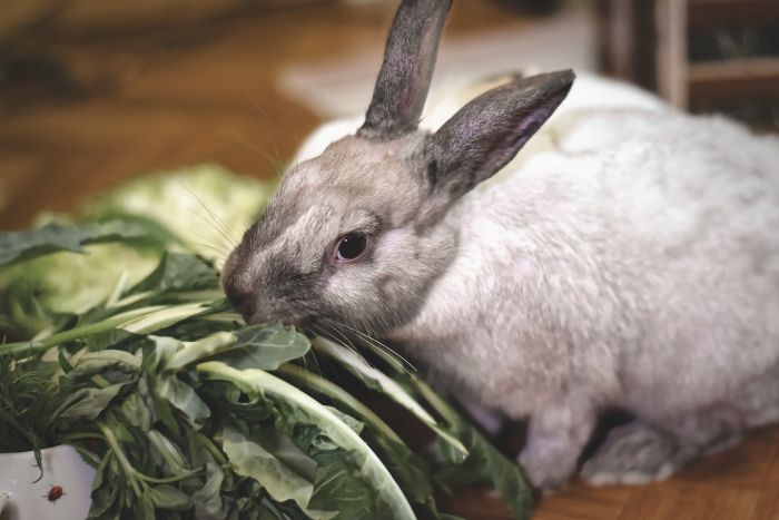 Królik obgryza liście.