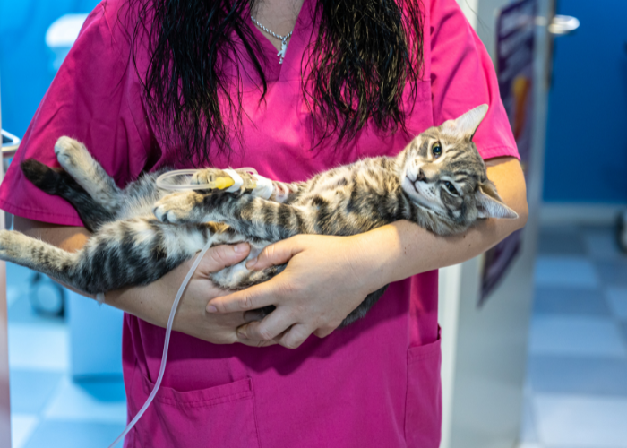 Kroplówki są główną metodą zmniejszenia poziomu mocznika i kreatyniny u kotów chorych na niewydolność nerek.