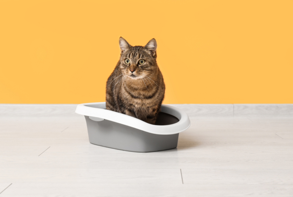 Krwiomocz u kota - co robić?