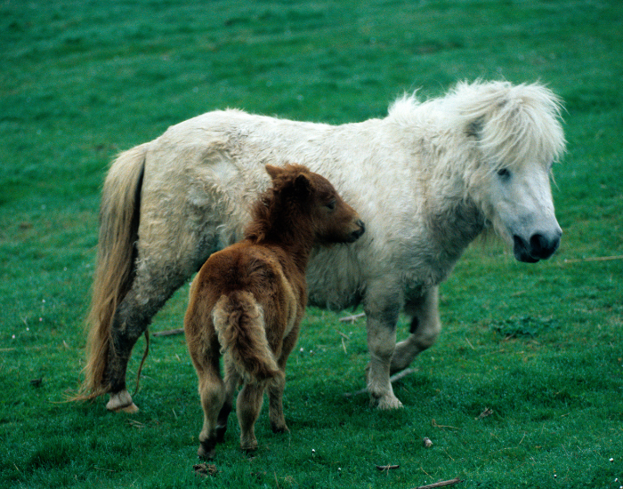 Kuc szetlandzki z młodym kucykiem szetlandzkim.