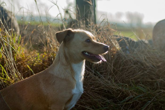 Kundelek w polu o zachodzie słońca