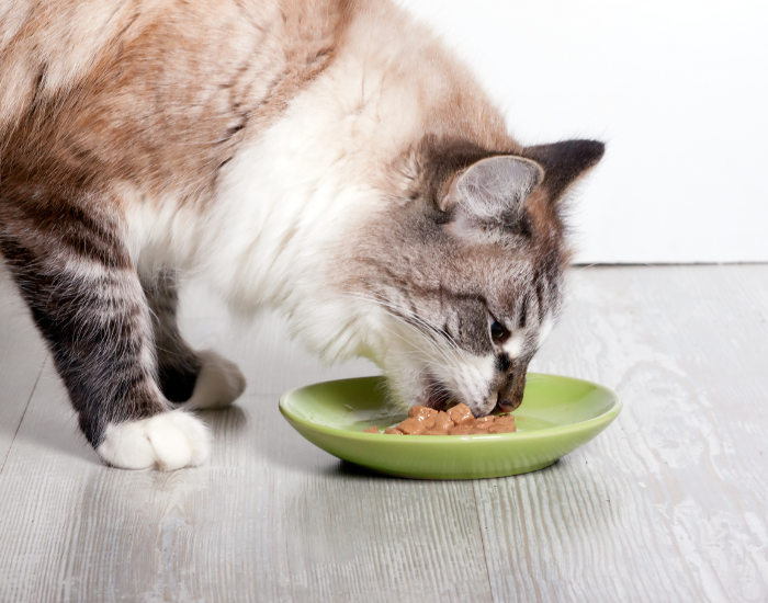 Kurczak w diecie kota.