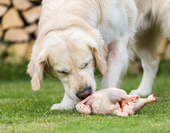 Kurczak w diecie psa.