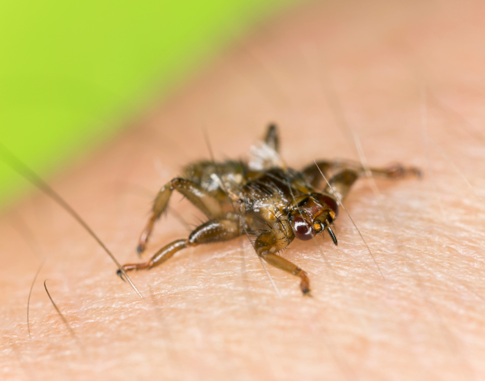 Latający kleszcz to strzyżak sarni.