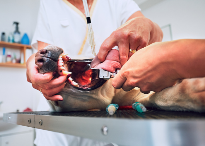 Diagnoza zapadniętej tchawicy u psa.