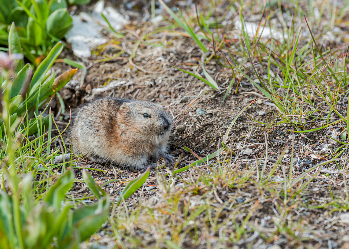 Piestruszka stepowa jako leming.