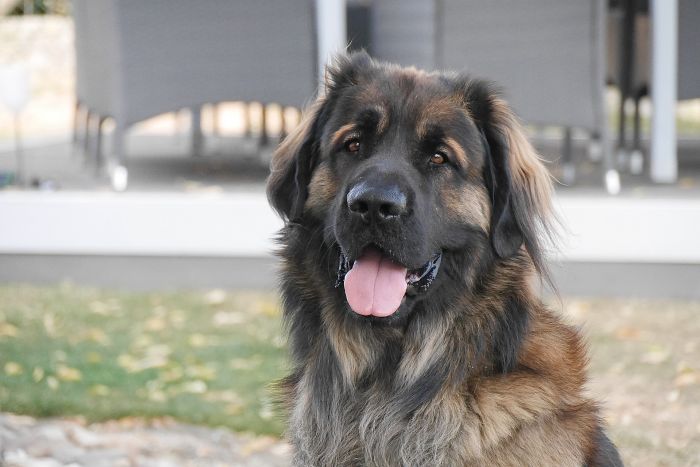 Dorosły leonberger.