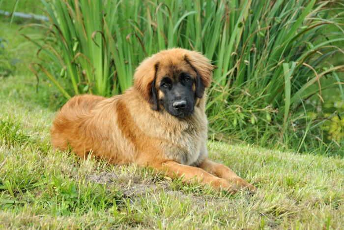 Szczeniak leonberger.