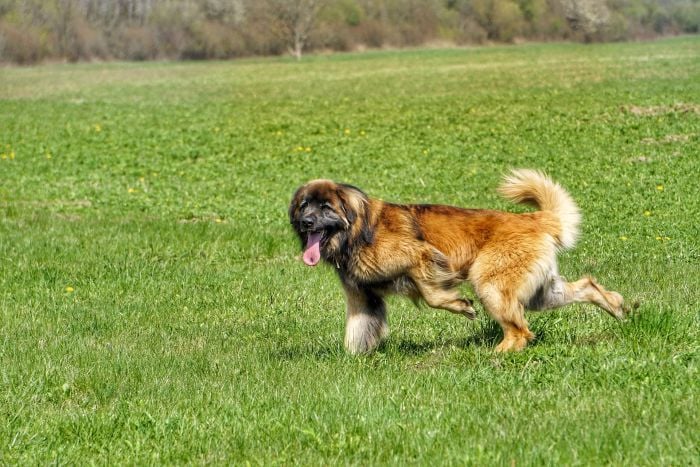 Leonberger biegnie po łące.