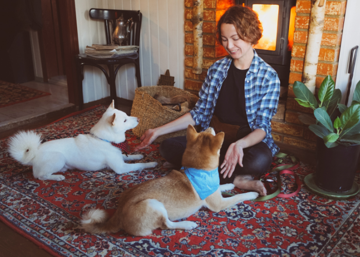 Nauka psa komendy leżeć.