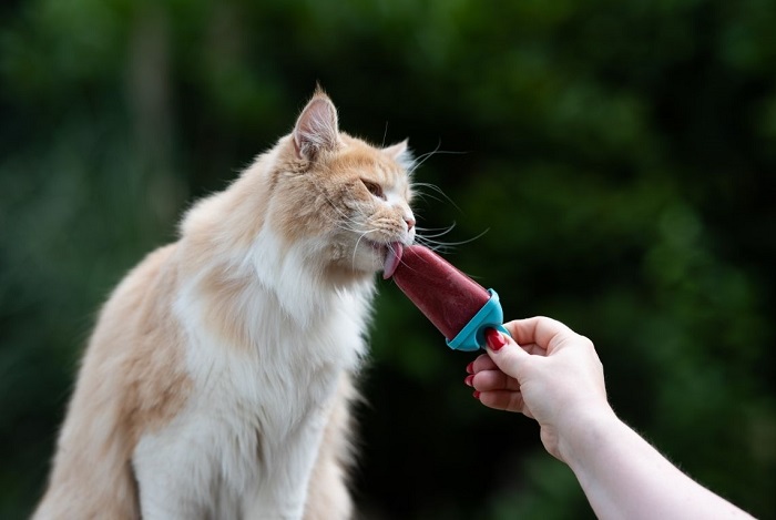 Kot liże loda na patyku.