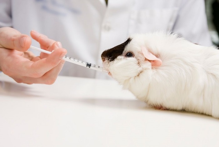 Weterynarz podaje lek śwince morskiej.