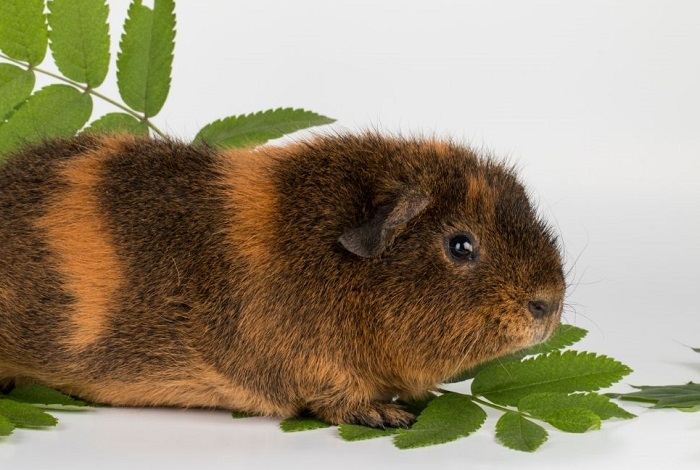 Świnka morska o brązowym umaszczeniu.