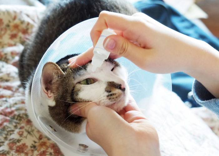 Leczenie łzawiącego oka kota.