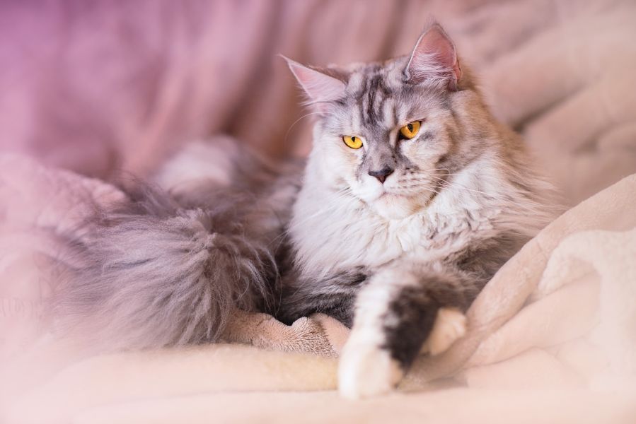 Kotopies maine coon.