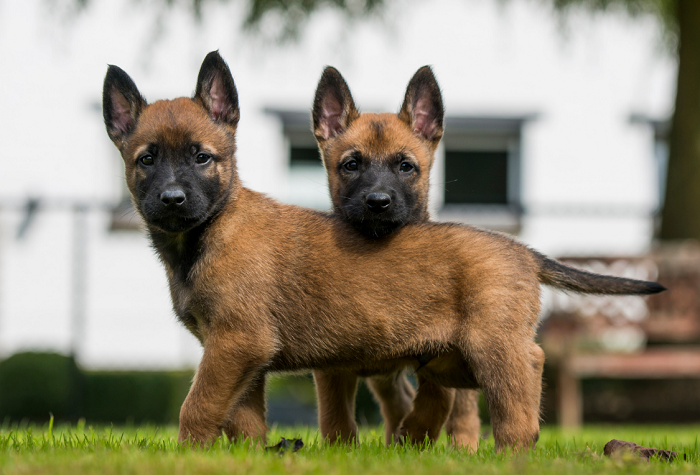 Szczeniaki owczarka belgijskiego malinois.