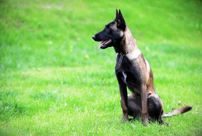 Szkolenie psa malinois.