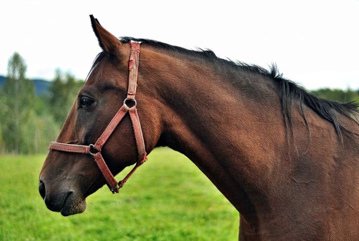 Koń małopolski gniady w kantarku.