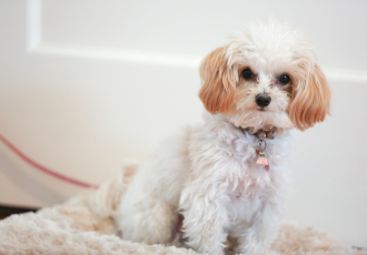 Maltipoo beżowo-rudy.