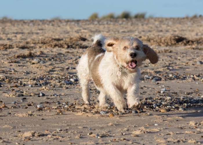 Petit basset griffon vendeen (mały basset gryfon wandejski)