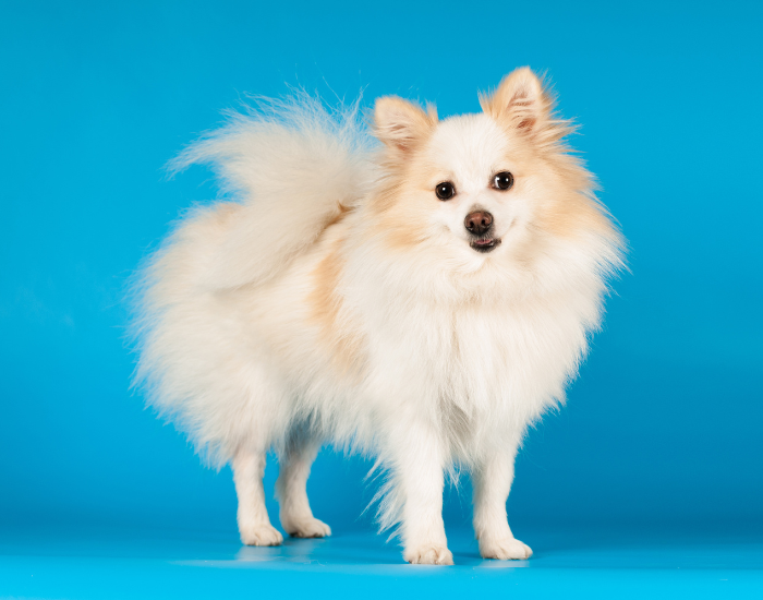 Szpic mały niemiecki biały.