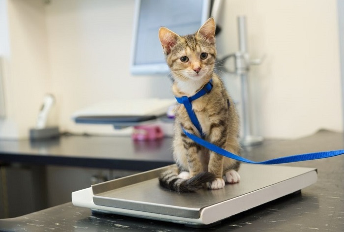 Kociak na wadze u weterynarza.